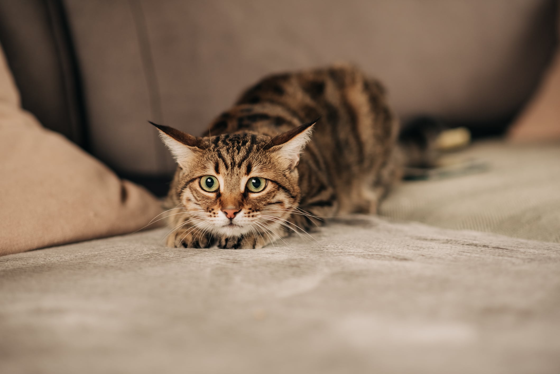 La frustración en los felinos puede estar relacionada con ciertos tipos de juego.