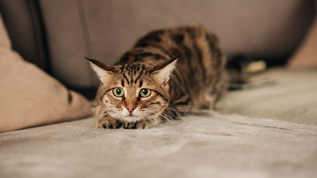 Un video en redes abrió el debate sobre cómo se entretiene a los gatos en casa.