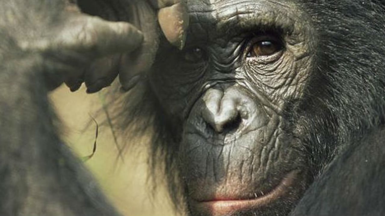 La moral tendría un origen más animal que divino.