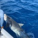 Al tiburón le instalaron un tags satelital para monitorearlo. Foto: Twitter @coralina_sai.