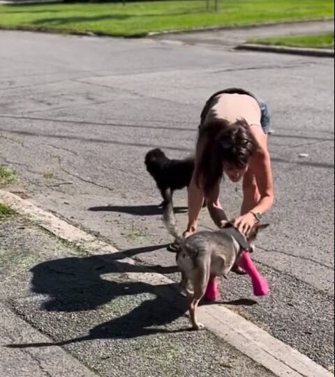 En el video que ya alcanza más de seis millones de visualizaciones enternece a los internautas con la reacción de la perrita y su dueña.