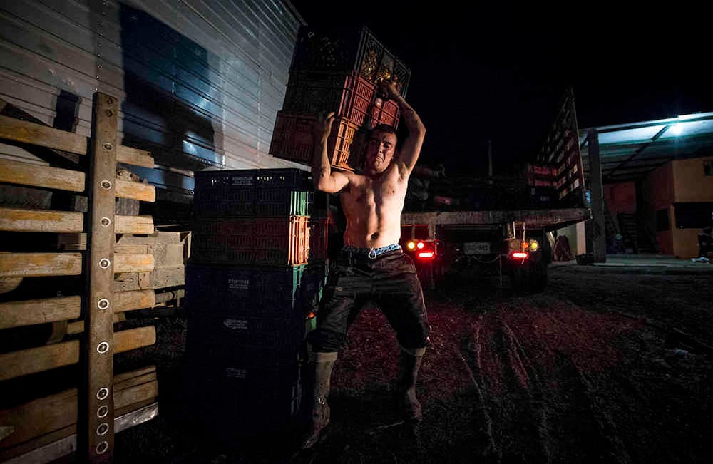 Se recolectaron  1750 canastillas de 20 Kilos   de tomate no apto para el consumo humano , las cuales serán utilizadas durante el evento.