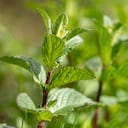 La hierbabuena alivia dolencias. (Photo by Silas Stein/picture alliance via Getty Images)