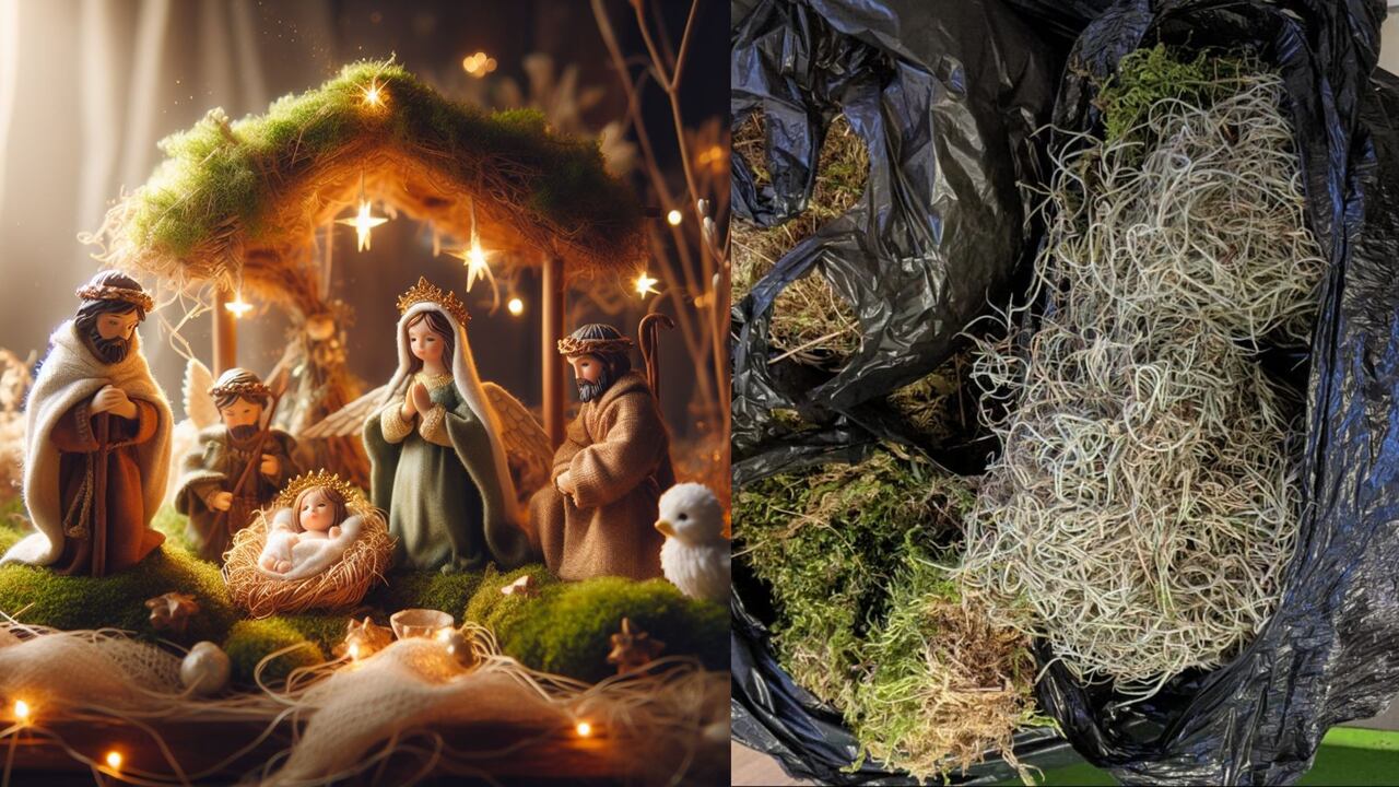 El uso de musgo en la decoración de pesebres es una práctica que genera impactos negativos en el medioambiente.