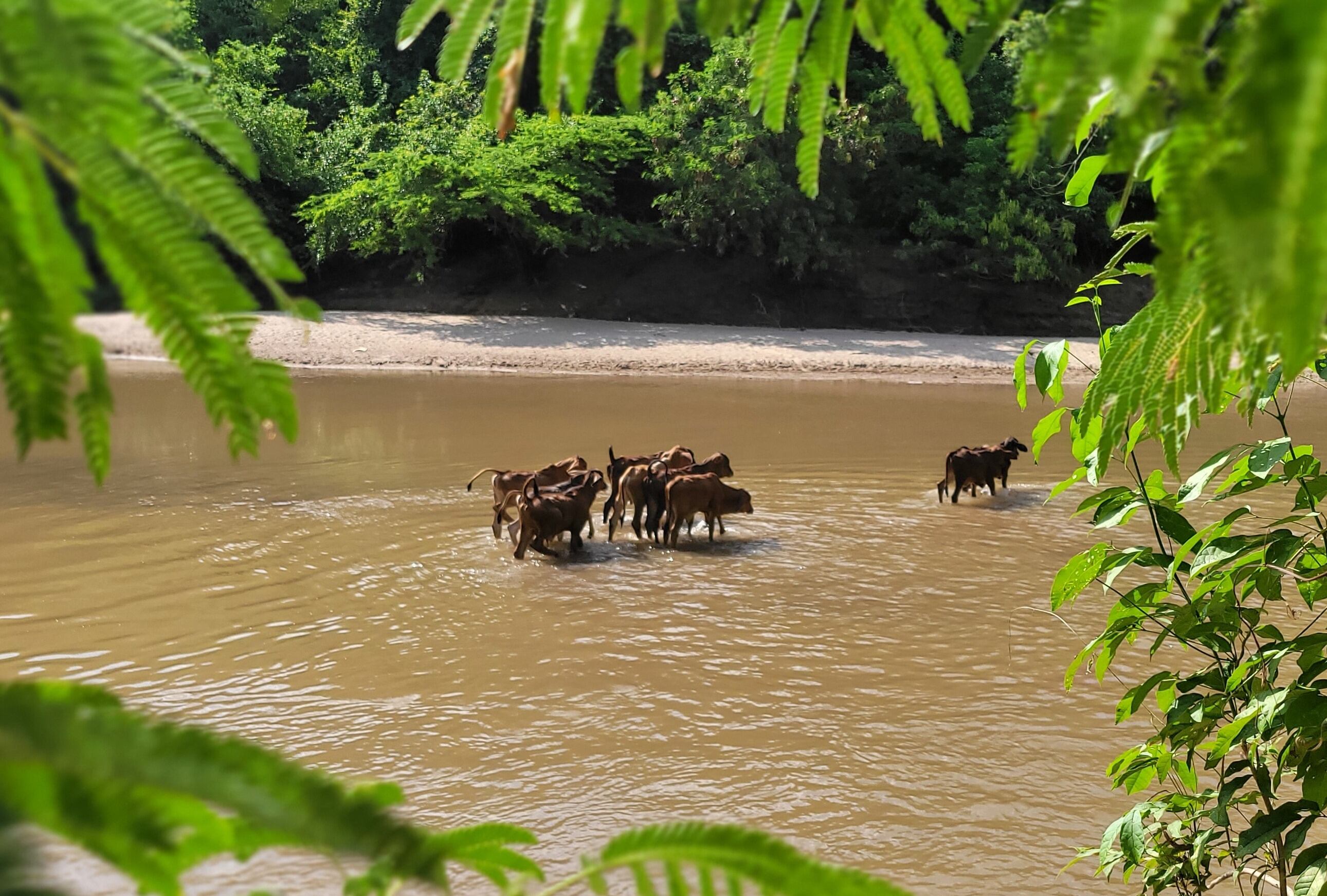 Desembocadura del arroyo Bruno al río Ranchería, tras su paso por Cerrejón. Uno de los mitos en torno a ambos cuerpos de agua es que en este punto ambos desaparecieron.