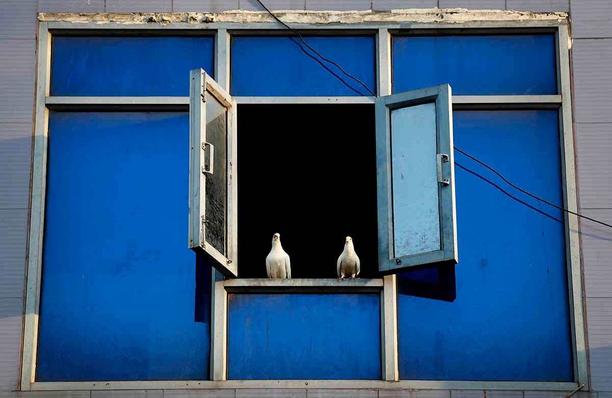 Dos palomas se sientan en la ventana de una casa durante una relajación de tres horas de restricciones para comprar artículos esenciales durante el mes sagrado del Ramadán en los barrios antiguos de Nueva Delhi, India. Un alivio tentativo en todo el mundo del coronavirus. Los bloqueos se aceleraron el sábado con la reapertura en la India de las tiendas del vecindario en las que muchas de los 1.300 millones de personas del país se abastecen de todo, desde bebidas frías hasta tarjetas de datos de teléfonos móviles. AP-Manish Swarup