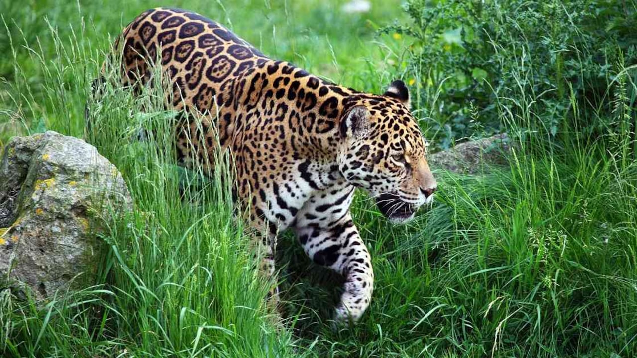 Los jaguares están amenazados por la pérdida de hábitat. Foto: Pixabay