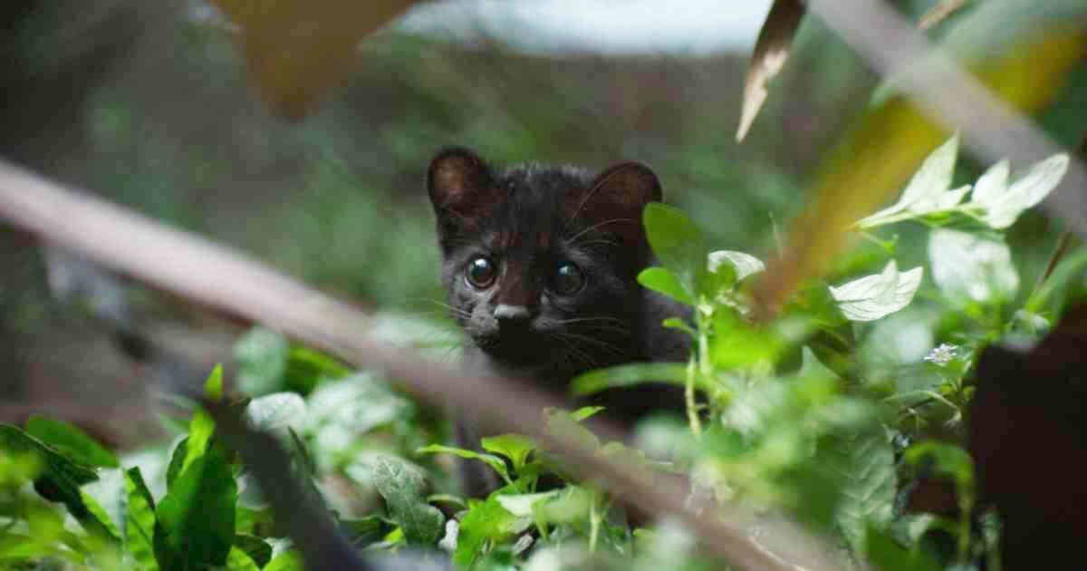En mayo de este año fue liberada una tigrilla lanuda de pelaje negro, similar a la registrada en el Huila, en la reserva forestal protectora regional Alto de San Miguel, en el municipio de Caldas, en Antioquia, tras haber sido encontrada abandonada en Montebello. Foto: Área Metropolitana del Valle de Aburrá. 