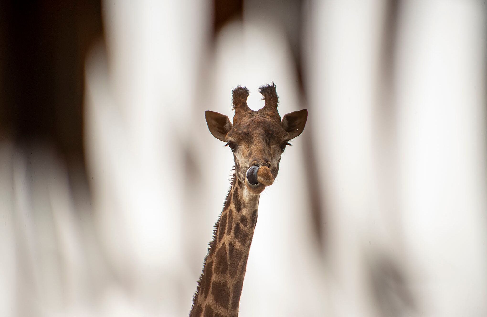 Zoológico en Santiago de Chile