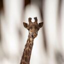 Una jirafa de nombre Gema se asoma desde su recinto en el Zoológico Buin en Santiago, Chile, junio de 2021. El zoológico privado más grande de Chile, atraviesa una grave situación económica por el cierre de sus puertas como consecuencia del prolongado medidas de cuarentena, se ha puesto en marcha una campaña acuñada, “Apadrina un animal”, para recaudar fondos para el mantenimiento de los animales. Foto: AP / Esteban Félix.