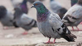 Palomas atacan atranseuntes en las calles de Bogotá