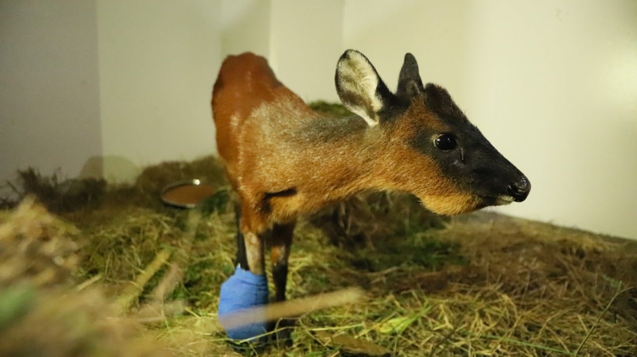 Venado hallado en la calle 127