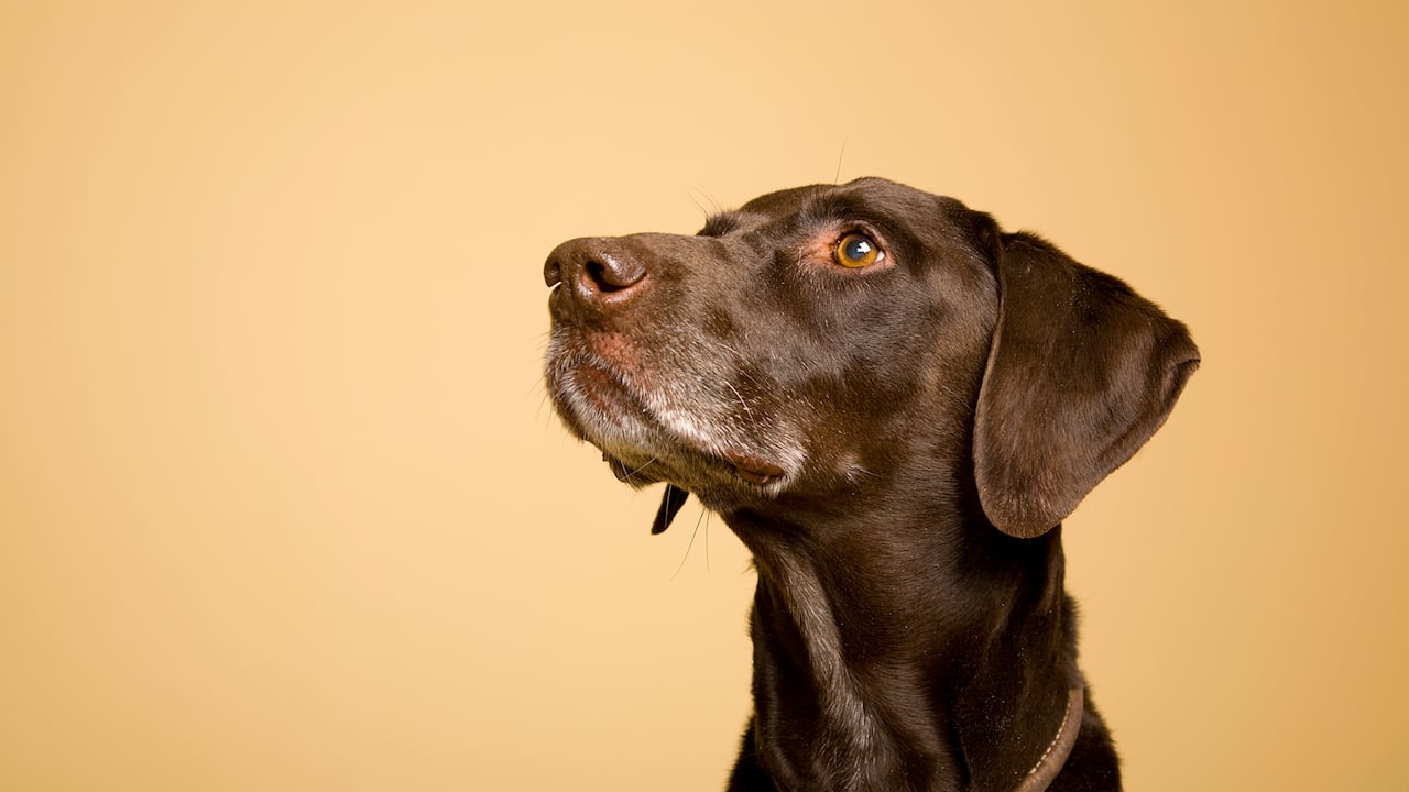olfato de perros