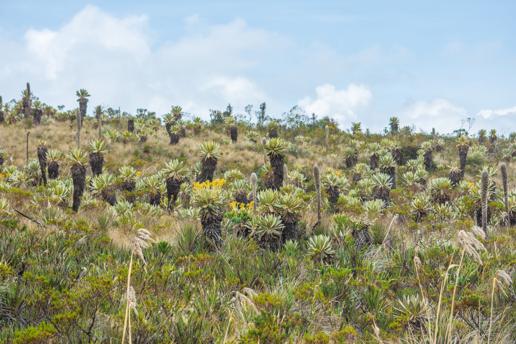Paisajes de frailejones en el Parque Nacional Natural Puracé.
