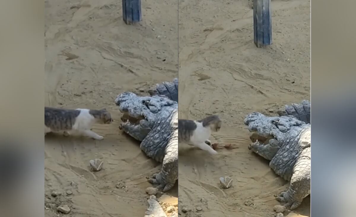 Instagram:@swiss_catstagram