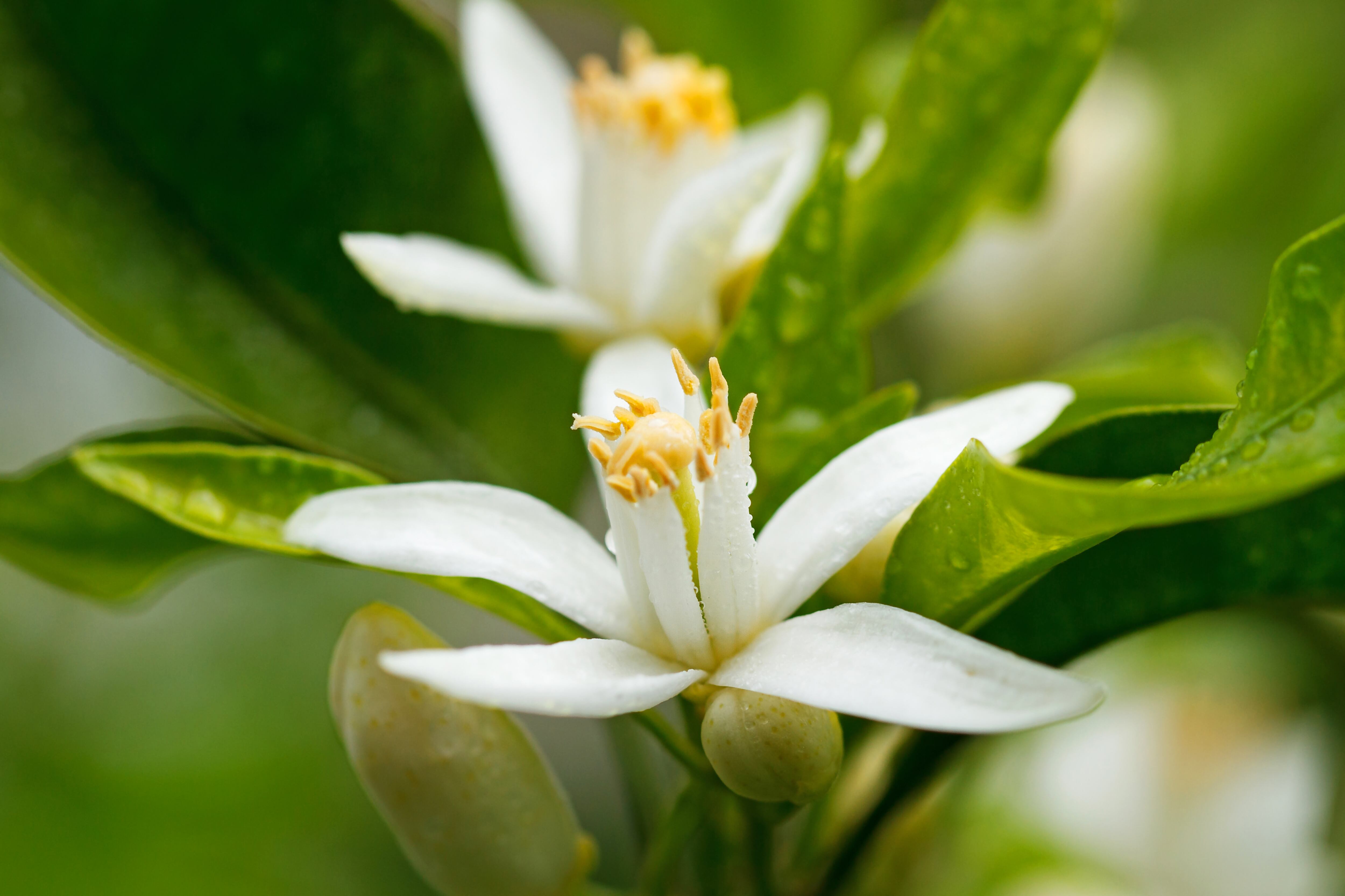 El agua de azahar es un producto de origen natural