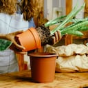 Con la llegada del Año del Dragón en el calendario chino, se reaviva el interés en las prácticas ancestrales, como el ritual que implica el uso de la lengua de suegra para atraer la abundancia.