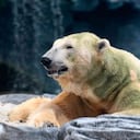 Adiós a Inuka, el único oso polar del trópico murió a sus 27 años en Singapur