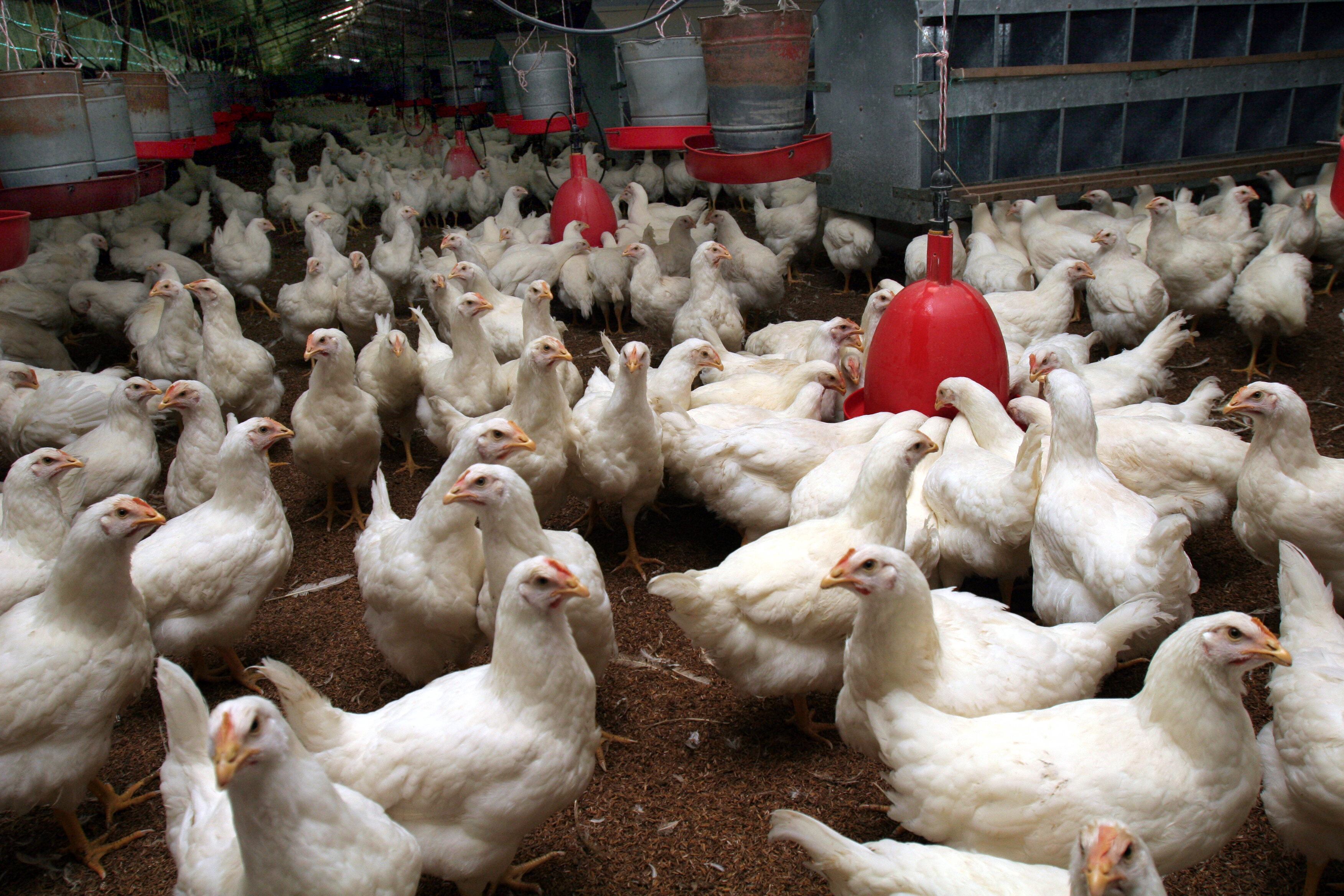 Especial Santander Bucaramanga - Mejor Colombia