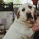 El peso excesivo de los perros puede afectar la salud visual.