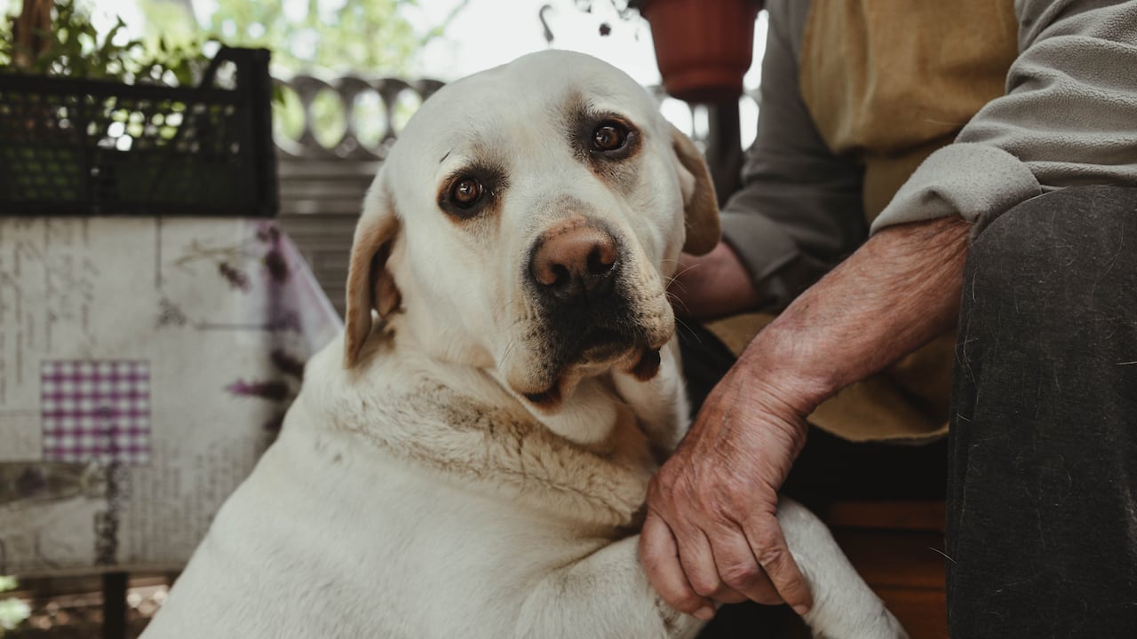 El peso excesivo de los perros puede afectar la salud visual.