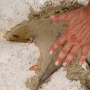 Según los expertos, las huellas encontradas pertenecen a dos clases de dinosaurios.