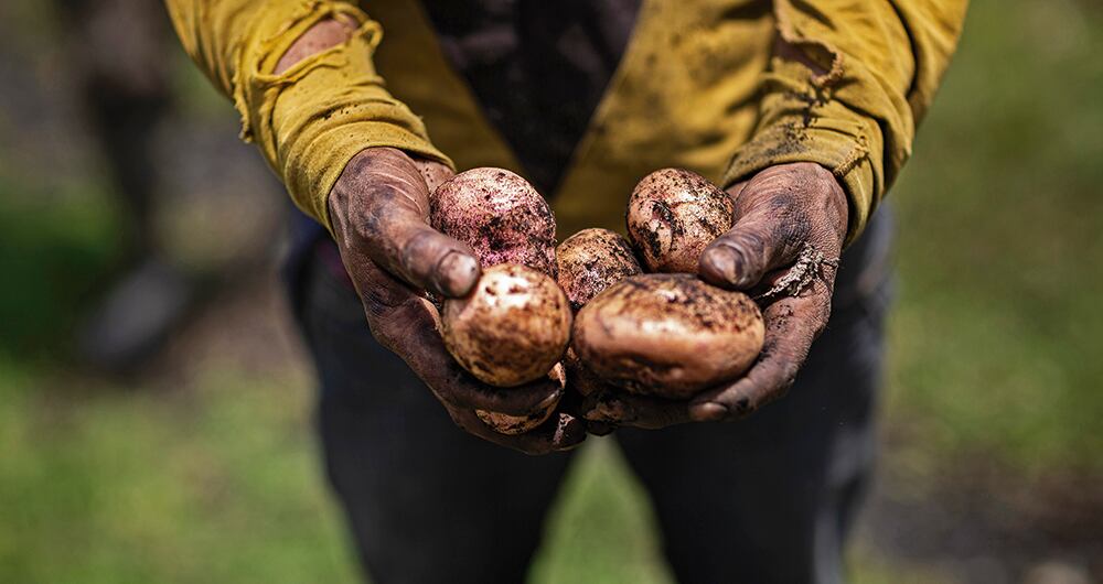 En el país hay unos 10.000 productores de papa concentrados en nueve zonas. Las mayores cosechas están en Cundinamarca y Boyacá.
