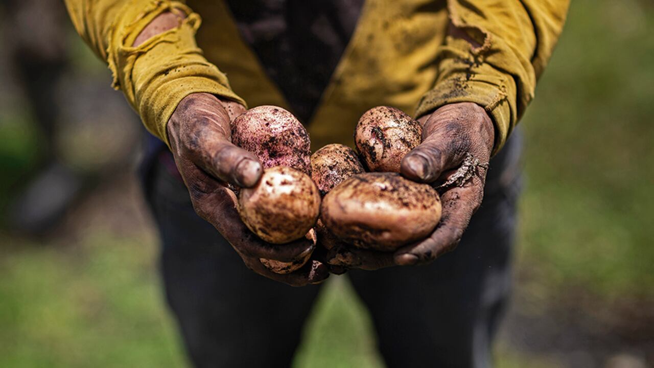En el país hay unos 10.000 productores de papa concentrados en nueve zonas. Las mayores cosechas están en Cundinamarca y Boyacá.