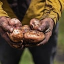 En el país hay unos 10.000 productores de papa concentrados en nueve zonas. Las mayores cosechas están en Cundinamarca y Boyacá.