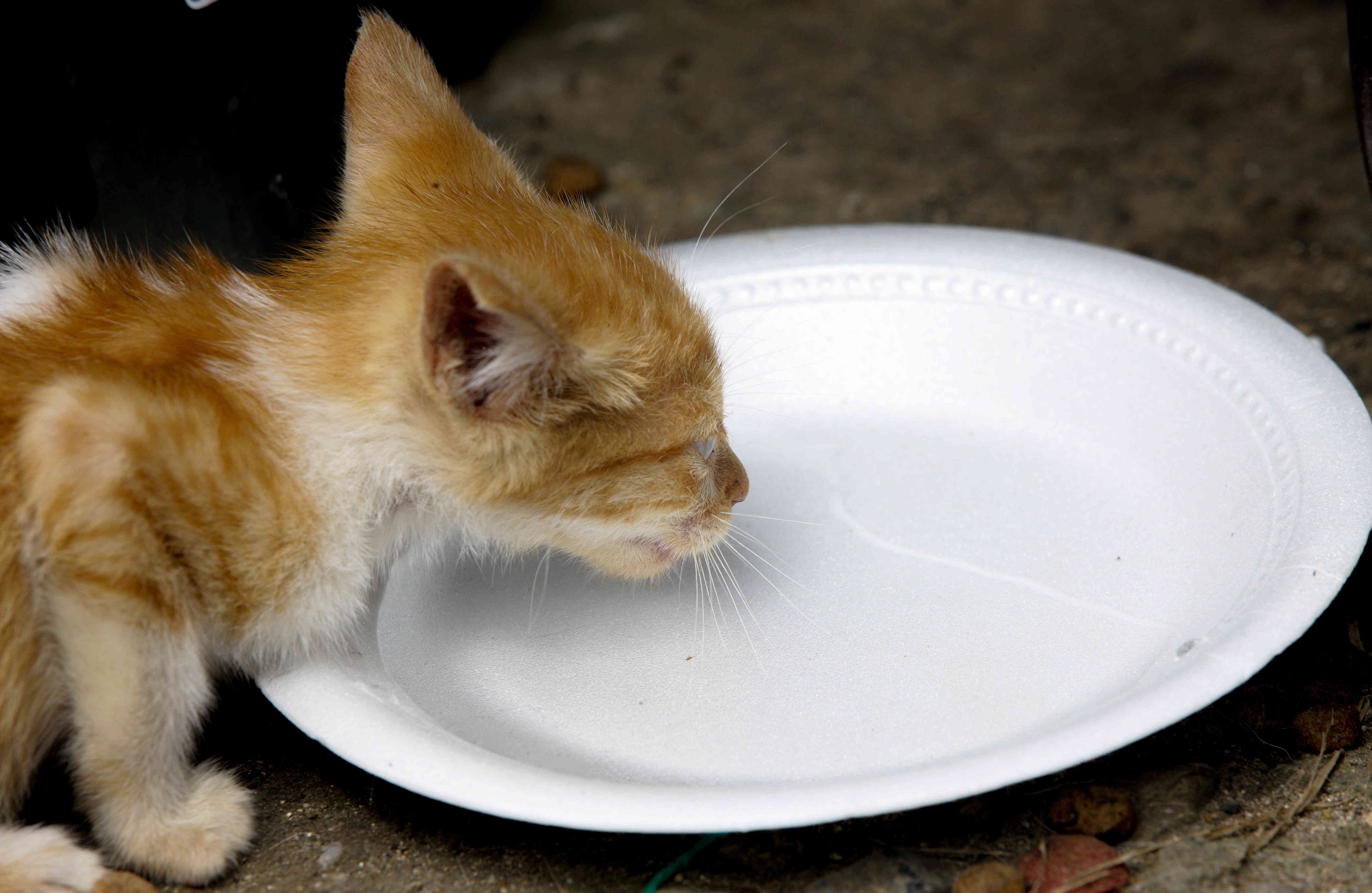 Un gatito calma su sed tras ser  rescatado de la zona de tragedia,  el miércoles 5 de abril de 2017, en un refugio provisional en Mocoa, Putumayo, luego de que una avalancha de lodo y piedra —la noche del 31 de marzo— provocada por el desbordamiento de los ríos Mocoa, Mulato y Sangoyaco, matara a por lo menos 301 personas y dejara un número indeterminado de desaparecidos. Foto: Carlos Julio Martínez / Enviado Especial de SEMANA