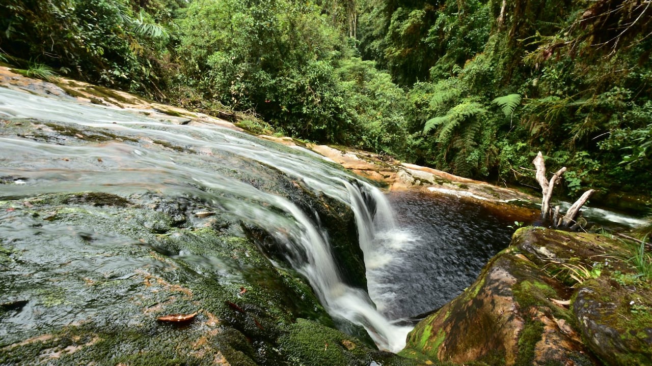 Parque Nacional Cueva de Los Guácharos