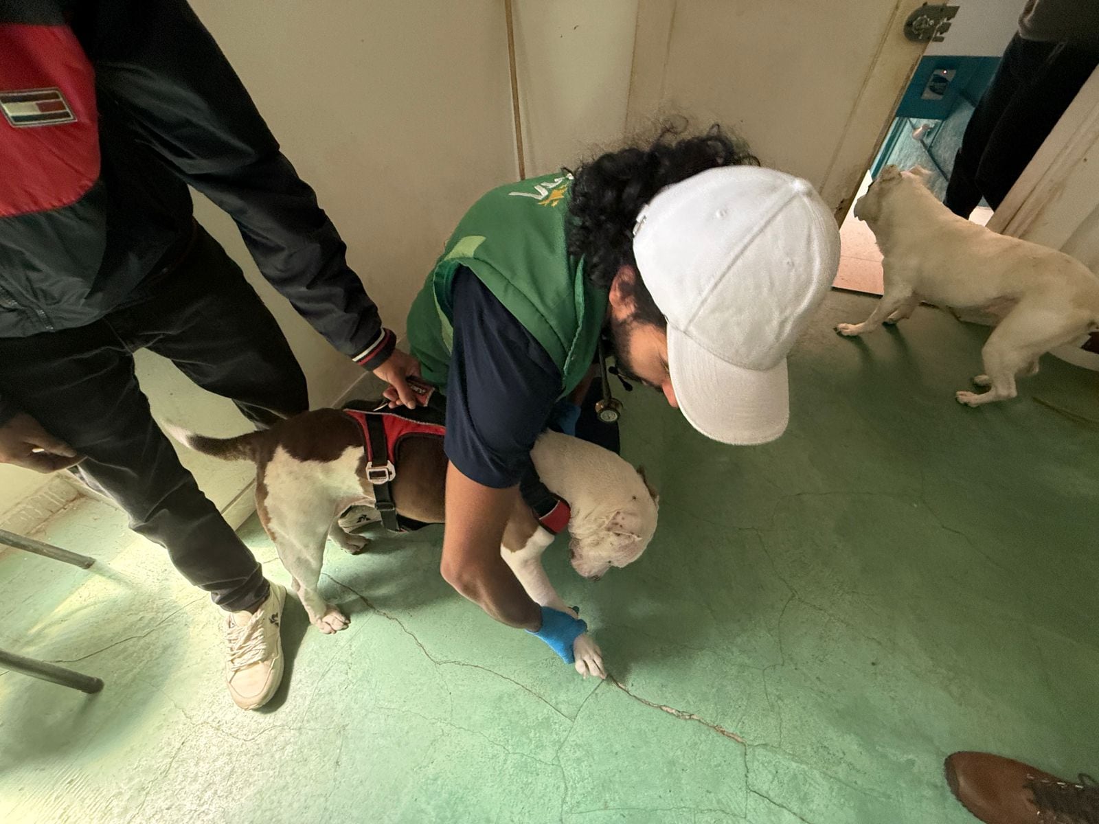 El caso de presunto maltrato animal se presentó contra dos perros de raza pitbull.