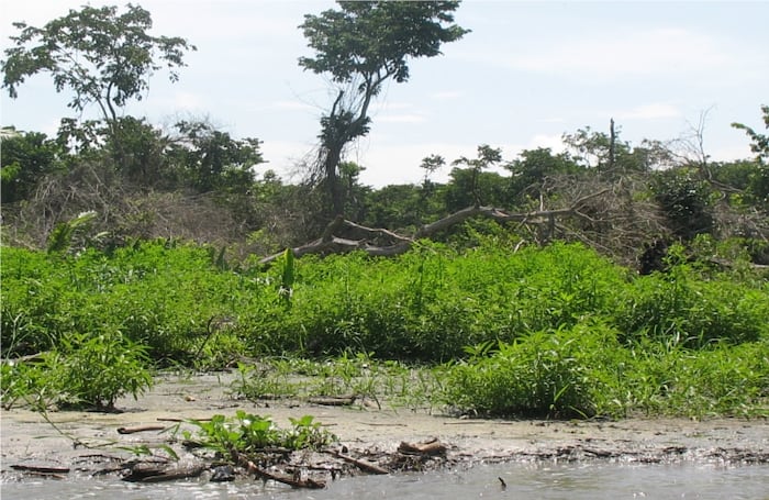 Deforestación a orillas de un afluente del río Aracataca. Los árboles y lodos arrastrados por el río lo están sedimentando e impiden la navegación en algunas zonas.