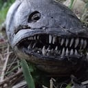 Pez muerto en Florida (Estados Unidos)