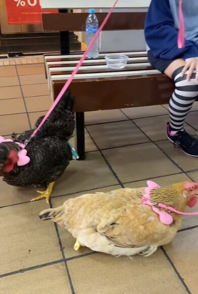 Gallinas en centro comercial