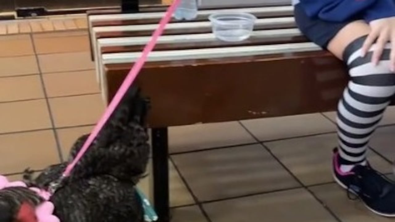 Gallinas paseando en centro comercial con collar y pañal por sus dueños