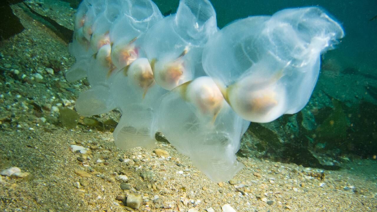 Suelen confundirse con las medusas.