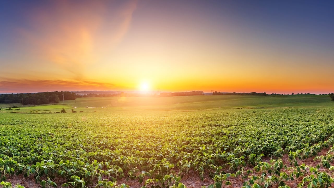 El cultivo de soya sostenible impulsa el desarrollo económico local, según USSEC.