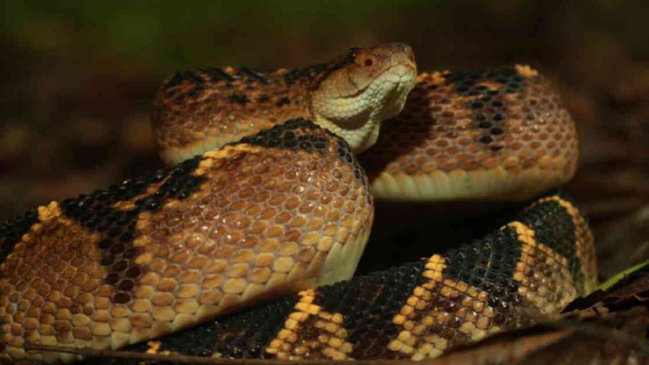 La verrugosa es la única víbora sudamericana que pone huevos. Foto: Germán Chávez
