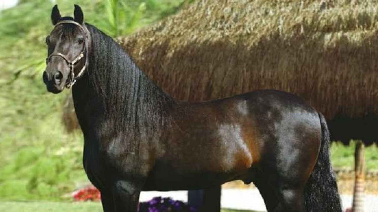 "Dulce Sueño de Lusitania" es la estrella del caballo de paso fino colombiano.