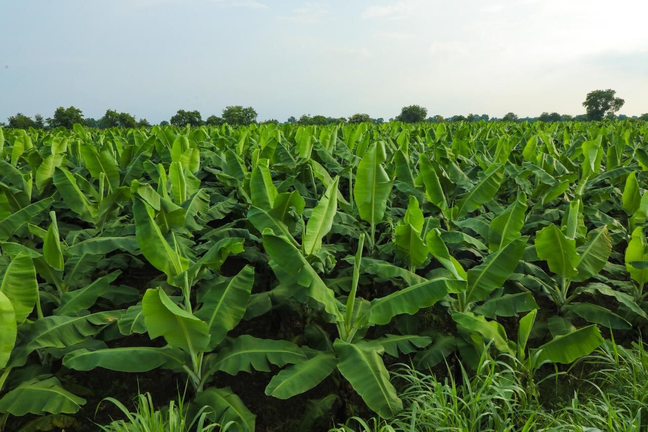 Cultivos colombianos de banano