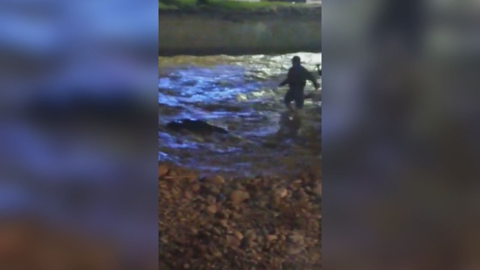 El caballo fue visto flotando en el río Tuluá.