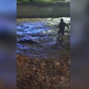 El caballo fue visto flotando en el río Tuluá.
