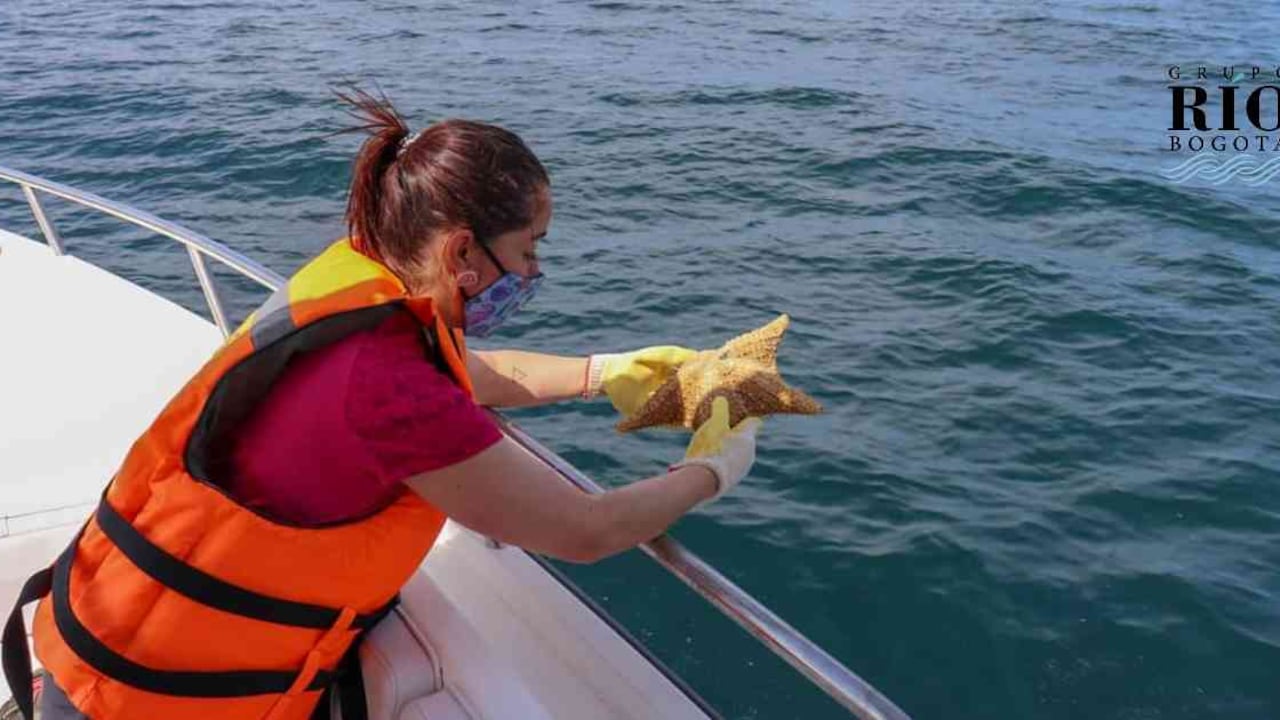 1.030 especímenes de mar regresaron a su hábitat natural. Foto: SDA.