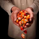 Los aceites vegetales ocupan el segundo nivel de importancia en la canasta básica alimentaria. Dentro de este grupo de aceites, el de palma lidera la producción y el consumo.