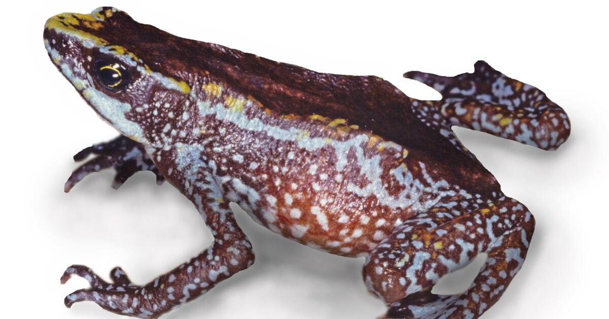 Rana arlequín de Chiriquí (atelopus chiriquiensis), incluida en la lista roja de la UICN como extinta.