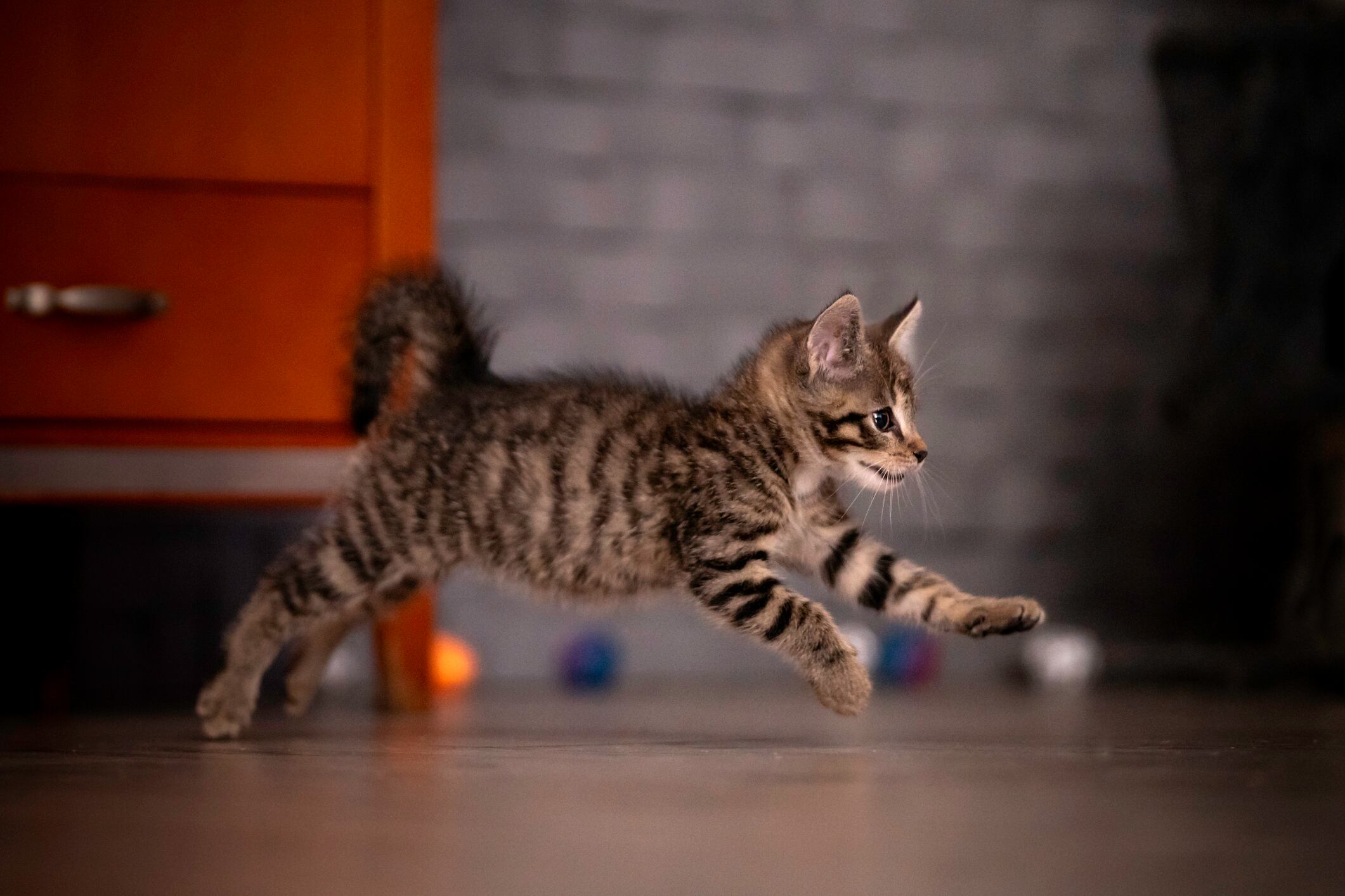 Gatos
