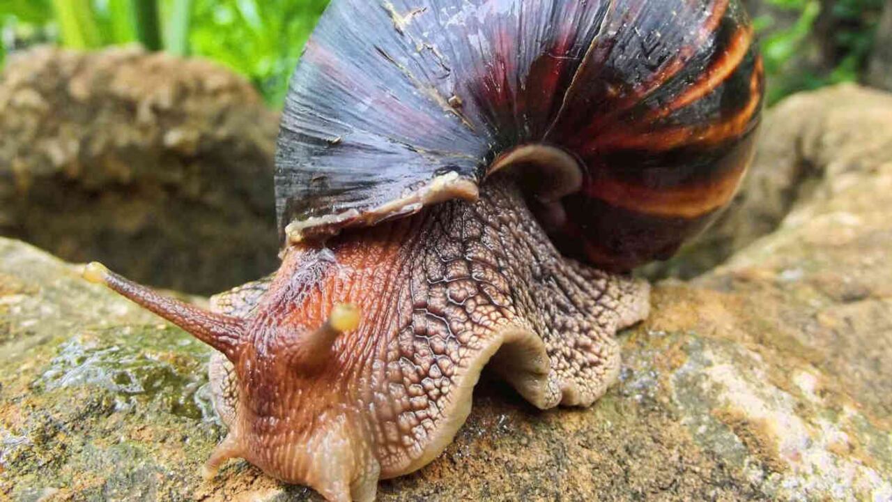 El caracol africano puede adquirir parásitos, bacterias y hongos, lo cual lo convierte en un vector de organismos que ponen en riesgo la salud de los humanos. Foto: Pixabay.