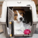 El error que se comete al viajar con perros en el avión