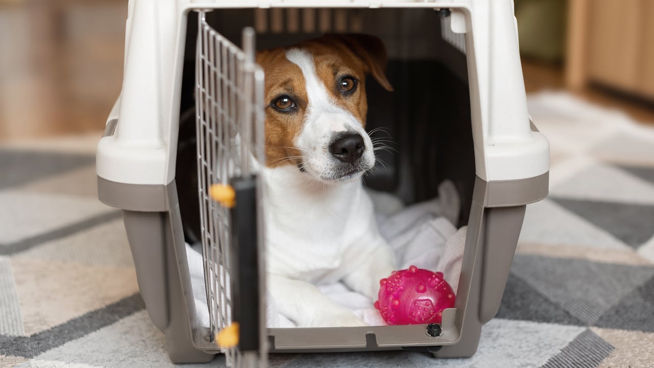 El error que se comete al viajar con perros en el avión